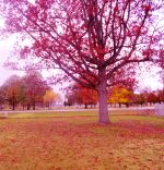 The Yard Facing The Bernie Park